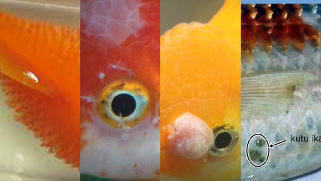 8 Penyakit Ikan Mas Koki (Goldfish) yang Umum Terjadi, dan Cara Mengatasinya