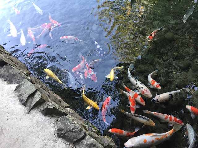 Ternyata Estetika Ikan Hias Dipengaruhi 7 Faktor Penting Ini_Pola dan Corak yang Menarik