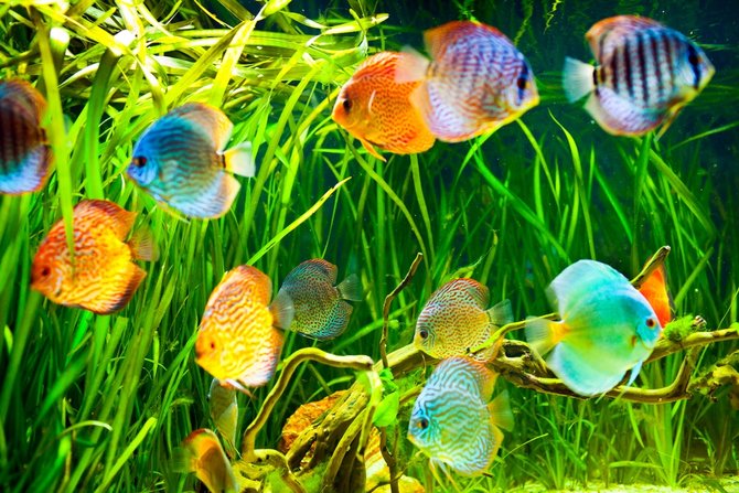 Ternyata Estetika Ikan Hias Dipengaruhi 7 Faktor Penting Ini_Warna Yang Memikat