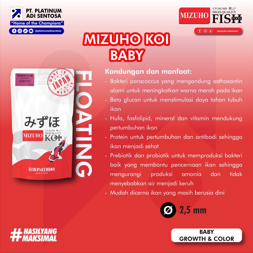 Mizuho Koi Baby_Deskripsi