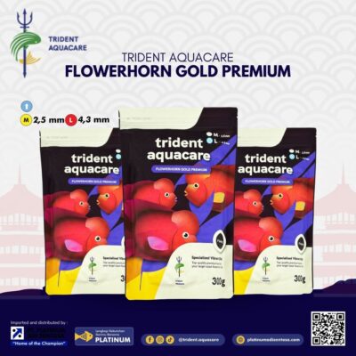 Trident Flowerhorn Gold Premium