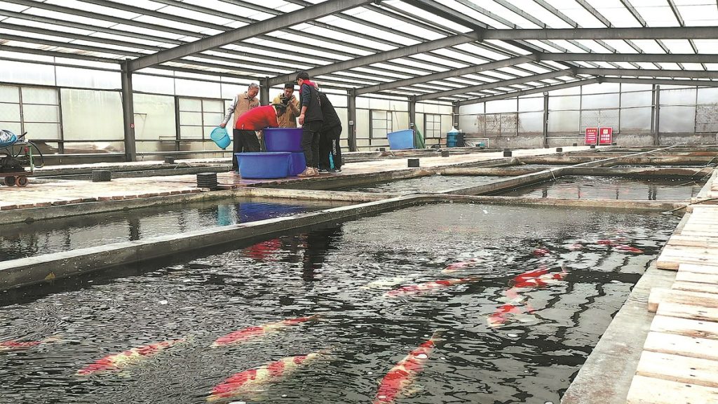 Ikan Koi Sebagai Bisnis Menguntungkan