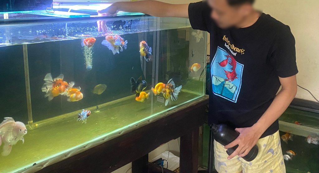 Tips Pemilihan Ikan Mas Koki Saat Membeli di Toko Ikan Hias