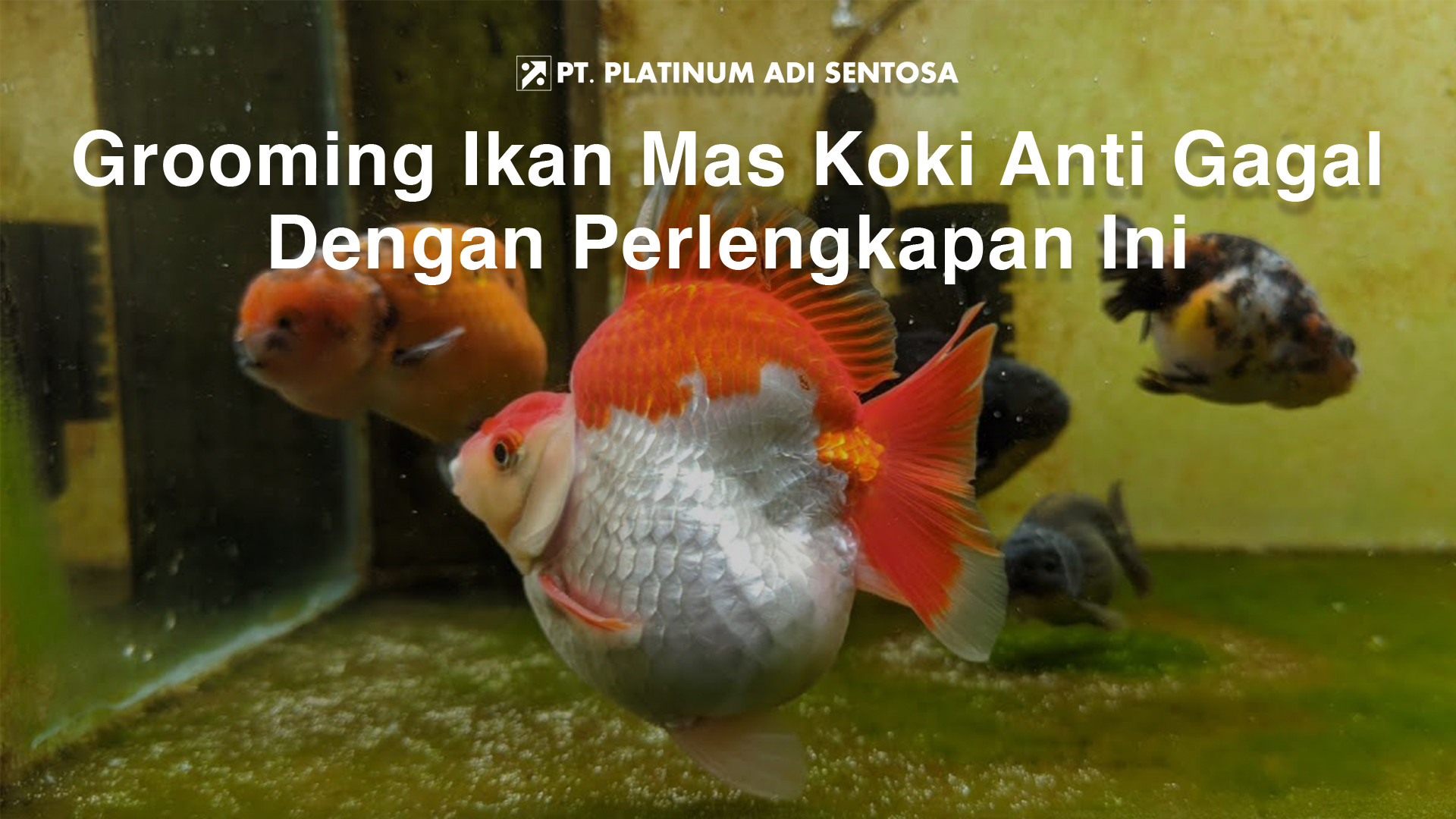 Grooming Ikan Mas Koki Anti Gagal Dengan Perlengkapan ini