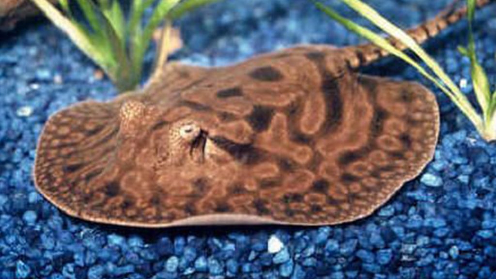 Potamotrygon Hystrix