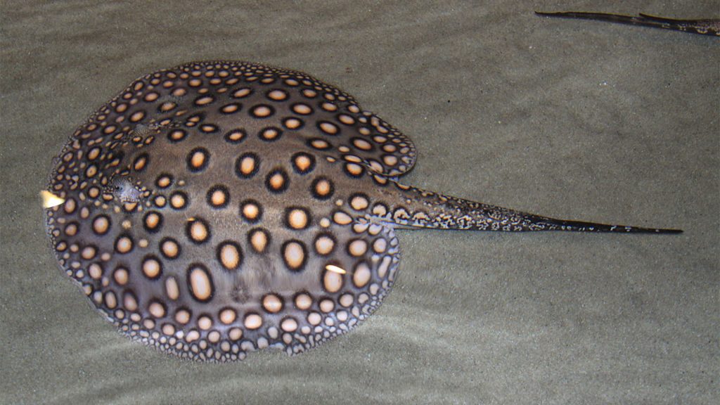 Potamotrygon Motoro
