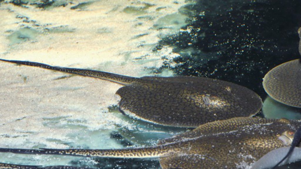 Potamotrygon Orbignyi