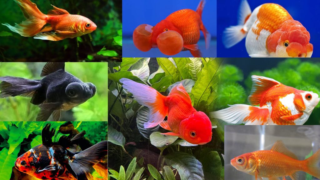 8 Jenis Goldfish Paling Populer dan Karakteristiknya