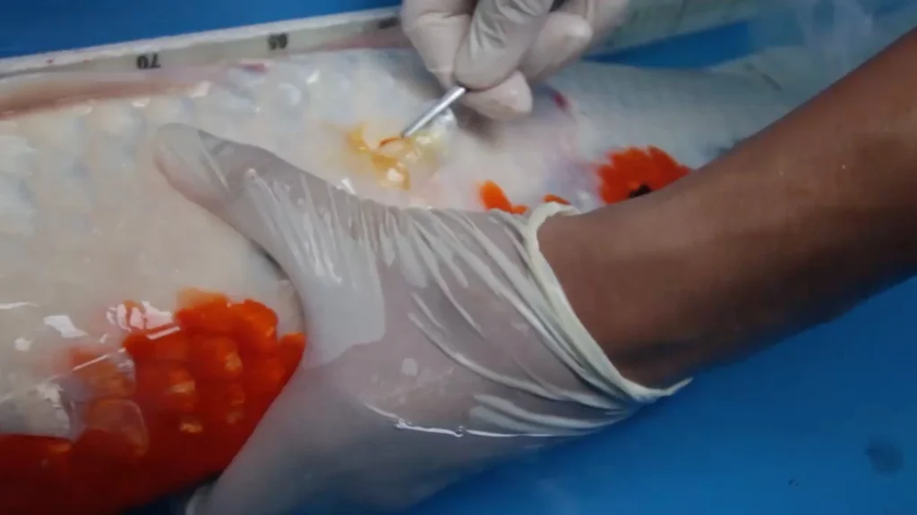 Pengobatan dan Solusi untuk Sinking Disease pada Ikan Koi