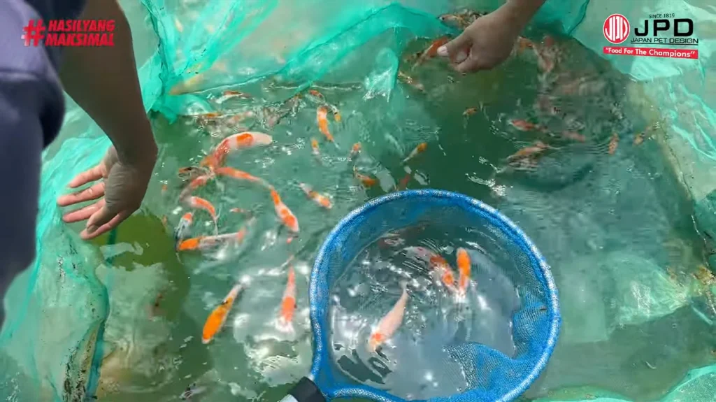 Pola Warna dan Bentuk Tubuh Anakan Koi pada Usia 50 Hari