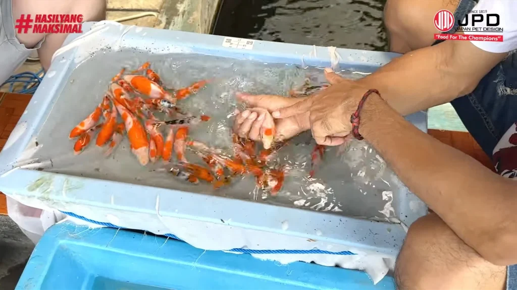Proses Seleksi Ketat Anakan Koi