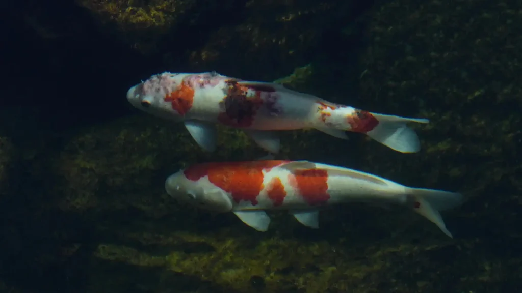 Sinking Disease pada Ikan Koi: Gejala, Penyebab, dan Solusi