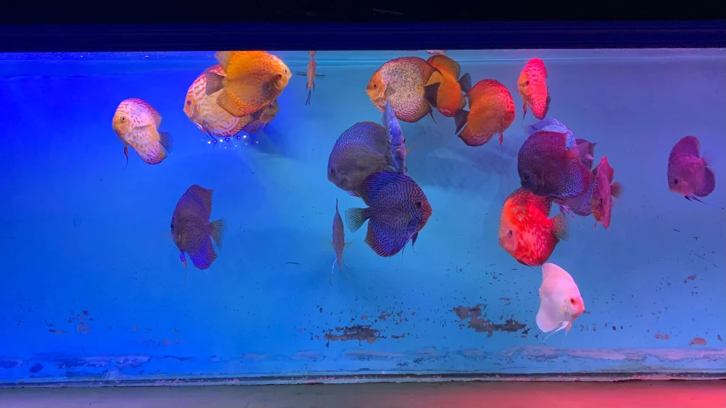 Hindari Lingkungan yang Membuat Discus Stres