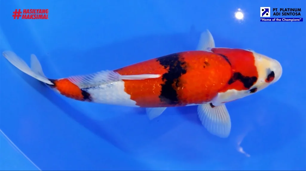 Mengetahui Kriteria Ikan Koi Showa Yang Kompetitif