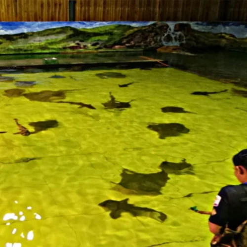 Panduan Lengkap Breeding Ikan Hias Pari untuk Pemula