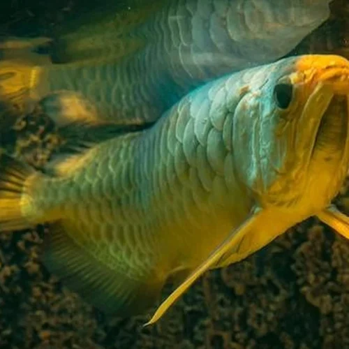 Arowana Mogok Makan? Begini Penyebab dan Cara Mengatasinya