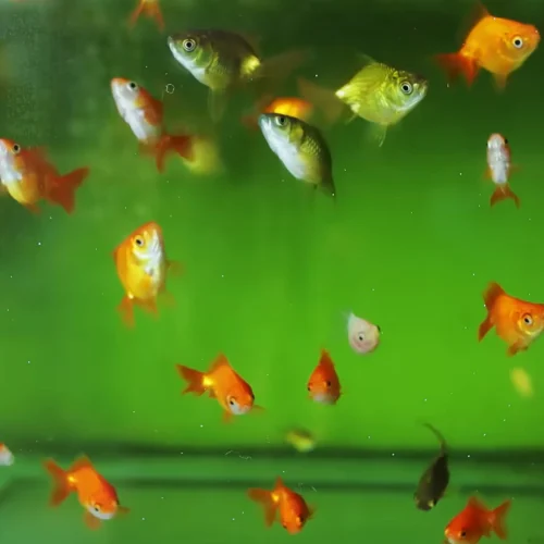 Beta Glucan: Rahasia Baby Goldfish Untuk Tumbuh Cepat dan Sehat