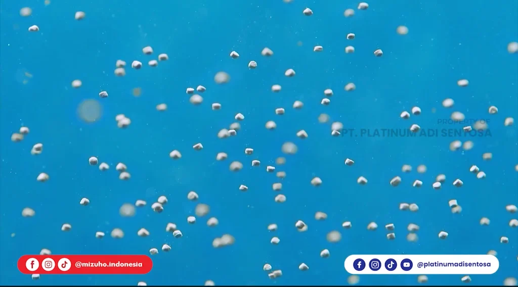 Cara Memberikan Beta Glucan kepada Baby Goldfish