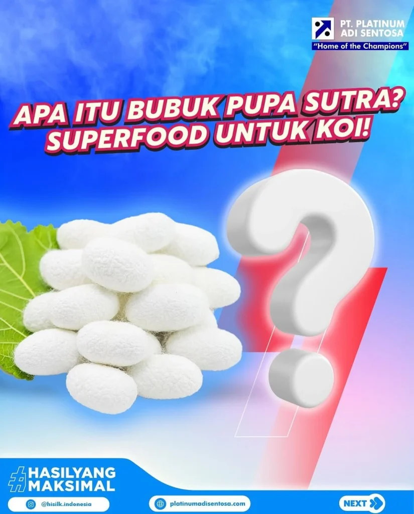 Dua Bagian Pupa yang Digunakan Untuk Koi