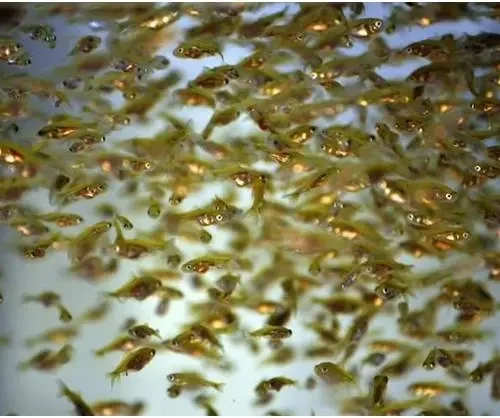 Gimana Cara Meningkatkan Imunitas Larva Ikan? Ini Solusinya!