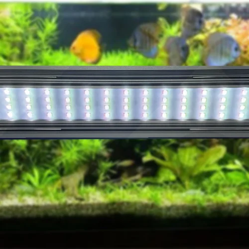 Pentingnya Lampu Akuarium Multifungsi untuk Ikan Hias