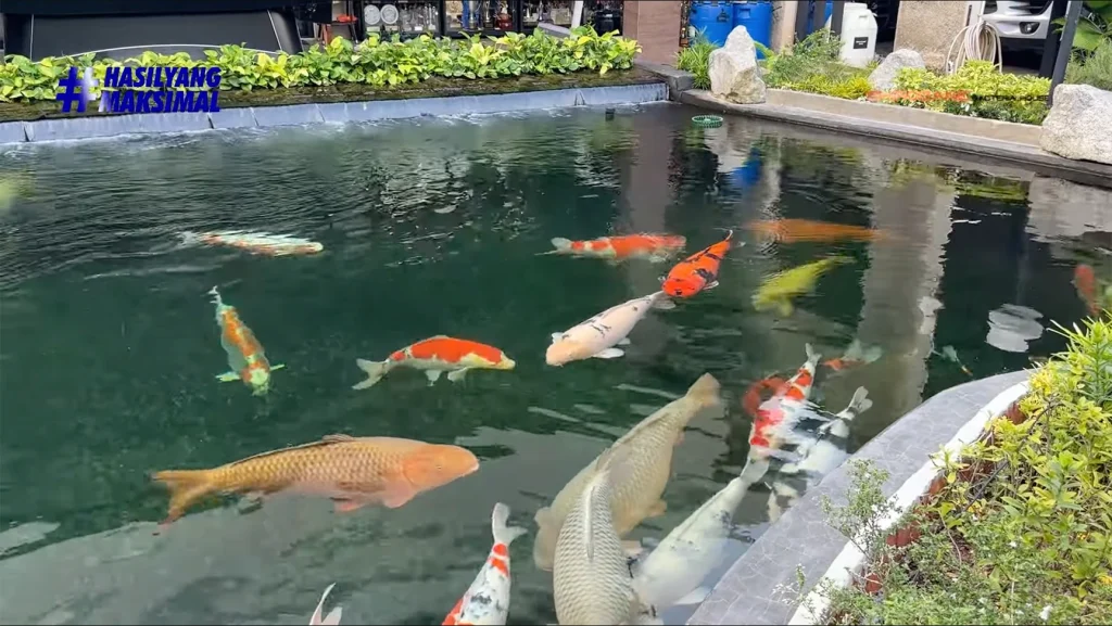 Pentingnya Menjaga Daya Tahan Tubuh Koi