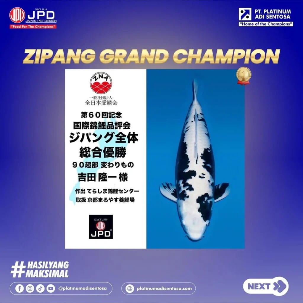 Bukti Nyata Kualitas Pakan JPD: Zipang Grand Champion