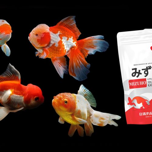 Ini Manfaat Spirulina Untuk Goldfish Pada Pakan Mizuho