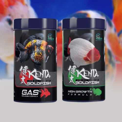 Kombinasi 2 Produk Ini Bikin Goldfish Sehat dan Aktif 