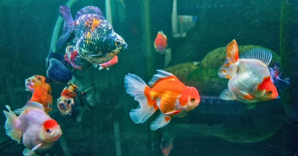 Memahami Pentingnya Membentuk Punuk Goldfish Ideal