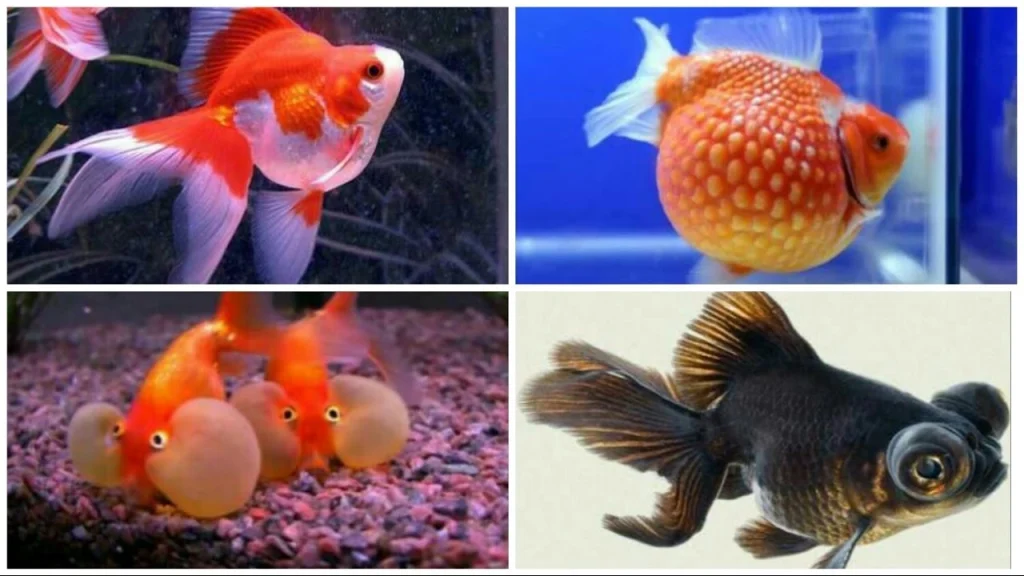 Memahami Pentingnya Memiliki Goldfish Sehat dan Aktif