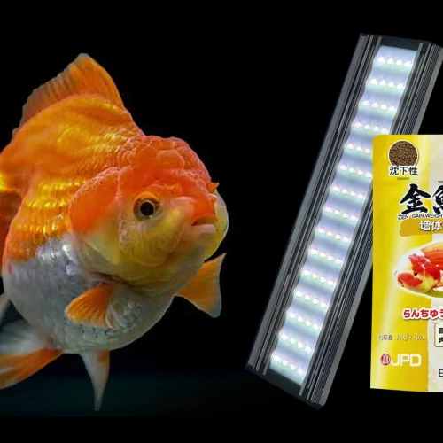 Membentuk Punuk Goldfish Ideal Dengan Kombinasi 2 Produk Ini