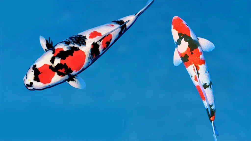 Tertarik Untuk Pemuliaan Koi Doitsu Sowa? Baca Info Ini Dulu