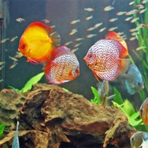 Warna Discus Pudar? Temukan Solusi Jitu di Sini!