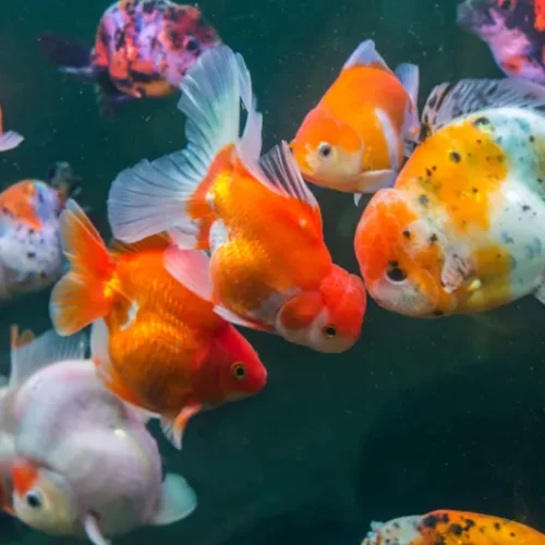 Ciptakan Keindahan Warna Goldfish Dengan 2 Produk Ini
