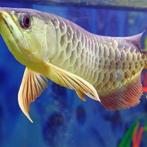 Rangkaian Produk yang Bisa Meningkatkan Bisnis Ikan Arowana