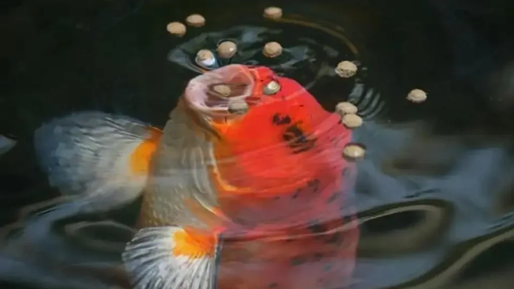 Inilah Alasan Pentingnya Lemak Terkontrol pada Pakan Koi