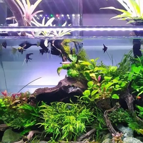 Nutrisi dan Pencahayaan Aquascape untuk Keindahan Maksimal