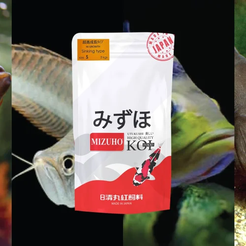 7 Manfaat Maksimal Pakan Mizuho Koi Highgrowth Sinking untuk Ikan Predator