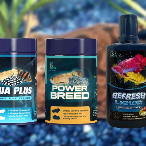 Begini Cara Meningkatkan Produktivitas Maksimal Ikan Pari Saat Breeding 