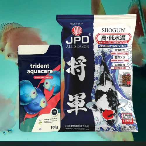 Inilah Program Pakan Sehat Maksmial Discus Breeder Profesional!