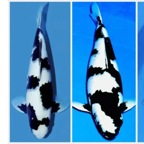 Mengapa JPD Menjadi Pilihan Pakan Maksimal Untuk Shiro Utsuri