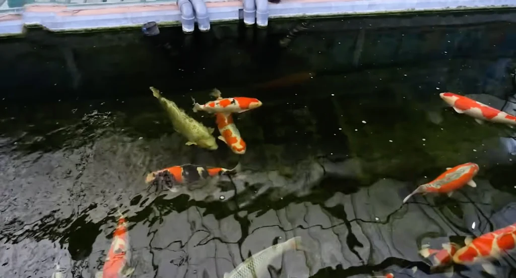 Pakan Ekonomis, Hasil Maksimal