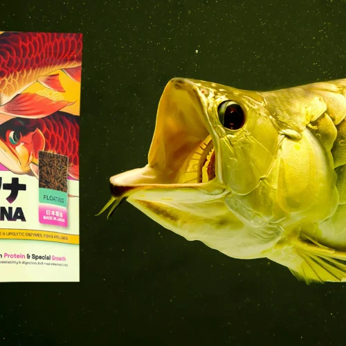 Pakan Praktis Sehat Maksimal untuk Arowana Dengan Nutrisi Lengkap