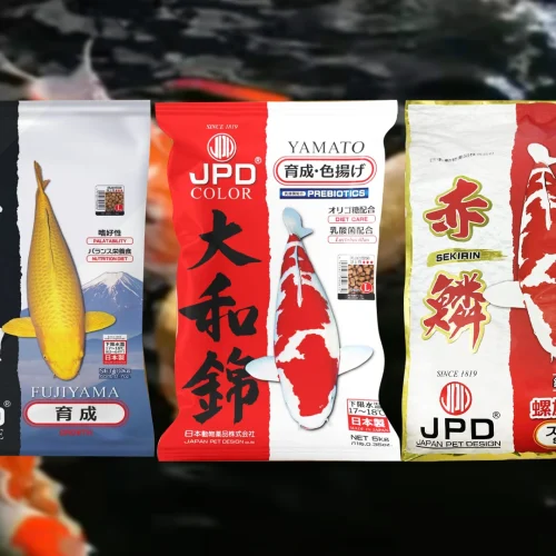 Ternyata Koi Tetap Maksimal dengan Pakan JPD Ekonomis Ini