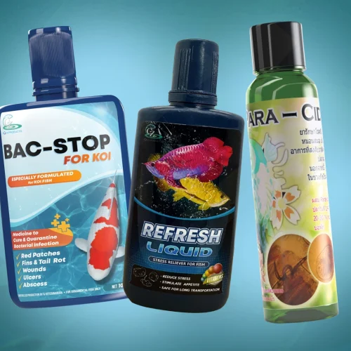 Treatment dan Suplemen Koi untuk Mengatasi Infeksi Bakteri & Parasit Secara Maksimal