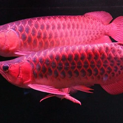 5 Cara Mempertegas Warna Arowana untuk Koleksi Anda yang Memukau