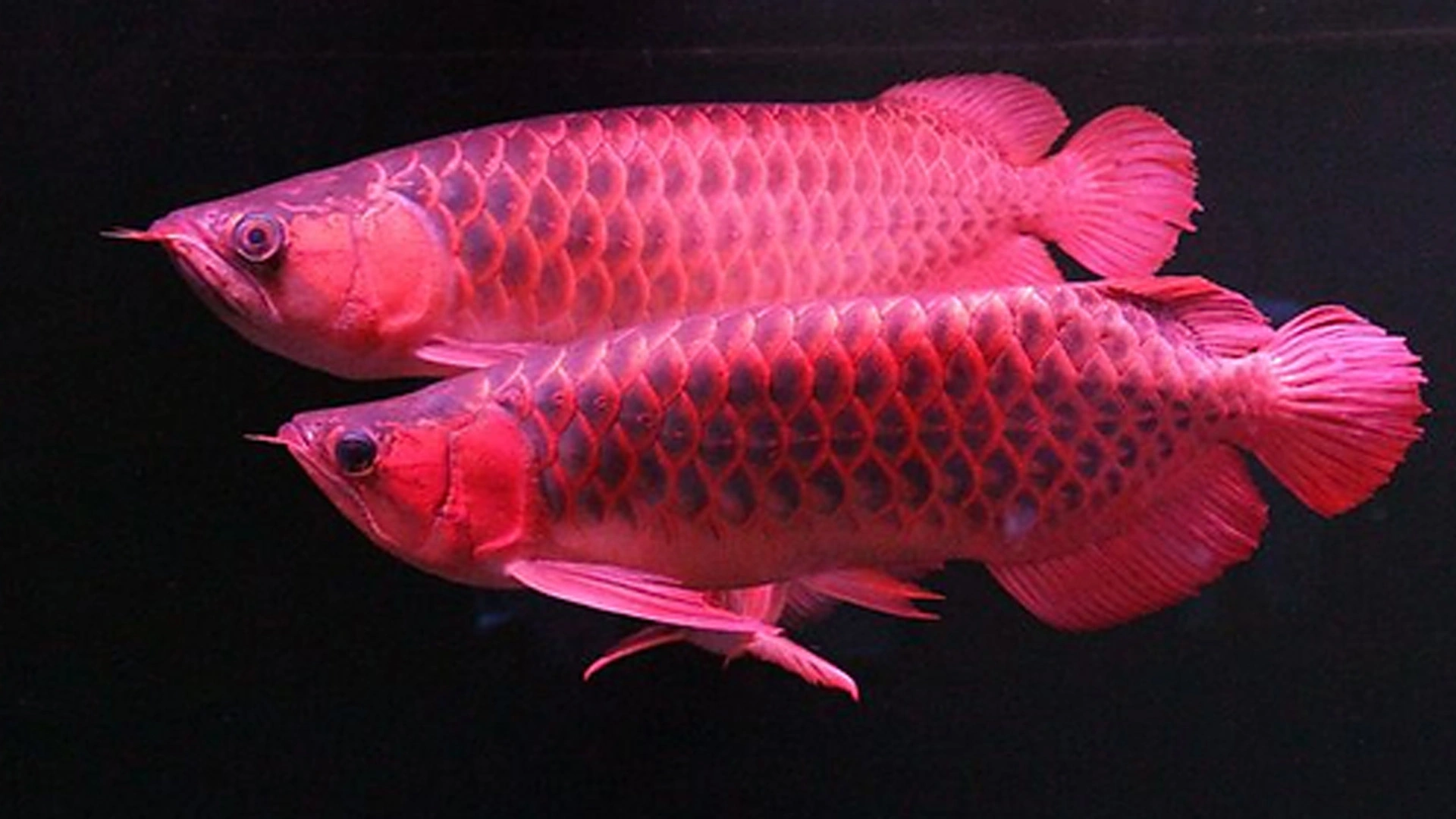 5 Cara Mempertegas Warna Arowana untuk Koleksi Anda yang Memukau