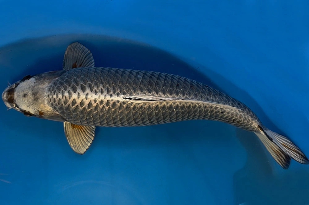 Kualitas Kepala yang Tanpa Cacat