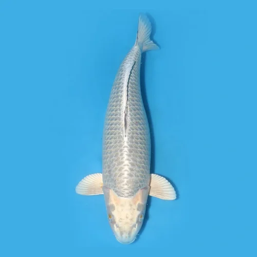 Mengenal 8 Karakteristik Mukashi Ogon Kualitas Champion